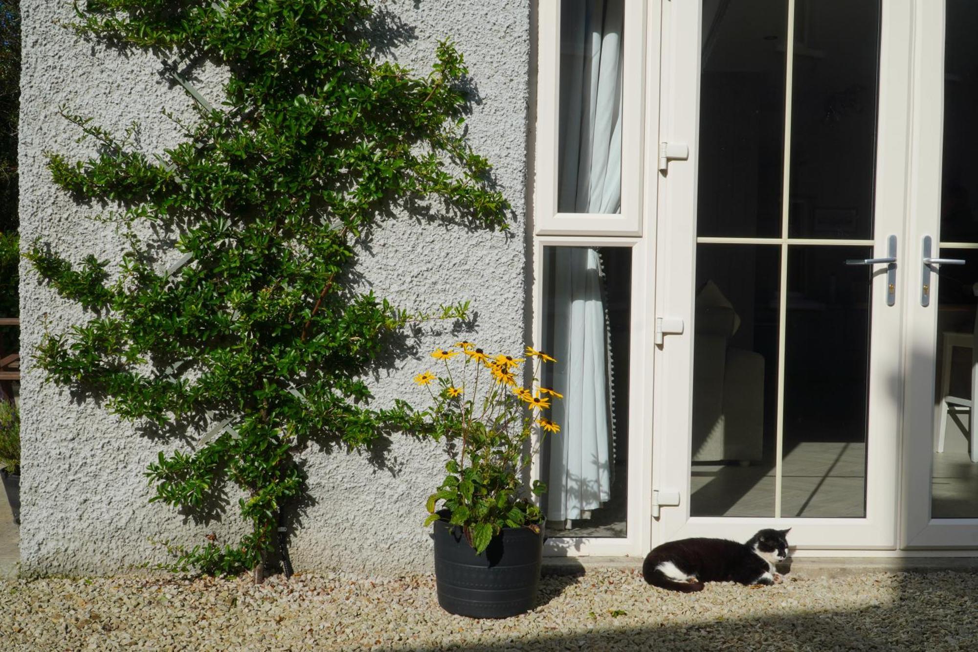 Ivy Lodge Letterkenny Luaran gambar